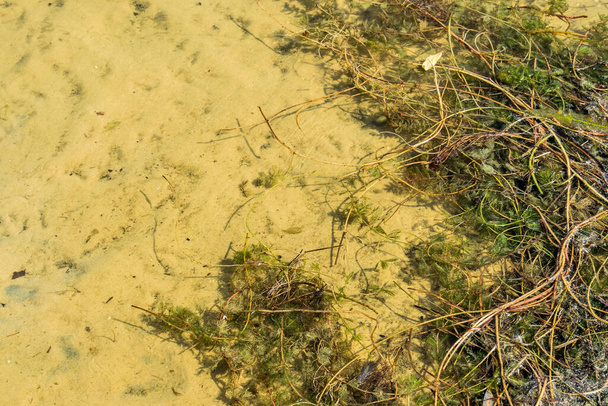 Superfície de água perto de uma margem de rio arenoso. Várias algas e plantas aquáticas - Foto, Imagem