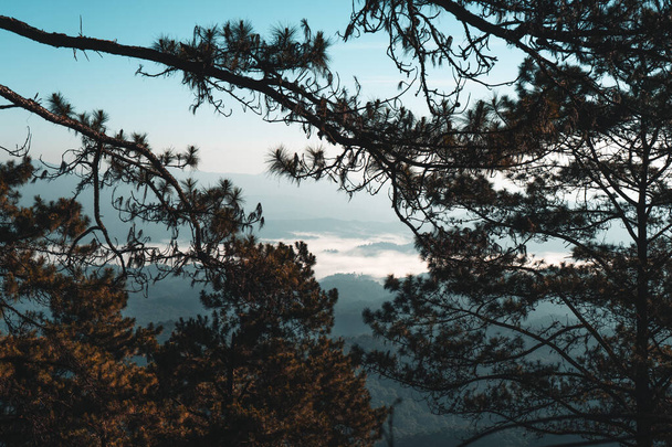 Krajinné hory a borovice ráno - Fotografie, Obrázek