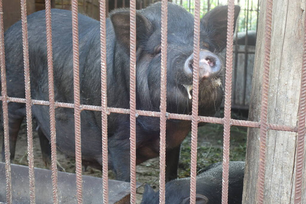Domuz çiftliği kafesinde siyah domuz yavrusu - Fotoğraf, Görsel