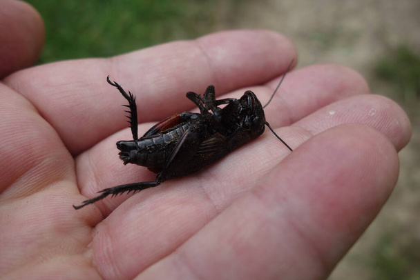Dead crickets, close-up view - Photo, Image