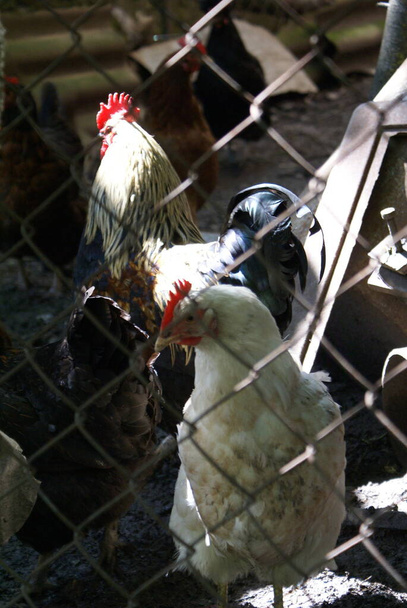 Poulets et coqs dans une cage - Photo, image