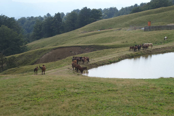 Гуцульская лошадь, известная как Гуцулик или Гуцул - скальные домашние лошади, которые разводились в Карпатах и некоторых восточноевропейских странах - Фото, изображение