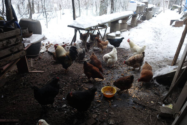 Granja de pollo / granja de pollo de la aldea de montaña estable con un montón de gallina haciendo ejercicio al aire libre en un día de invierno temprano. - Foto, imagen