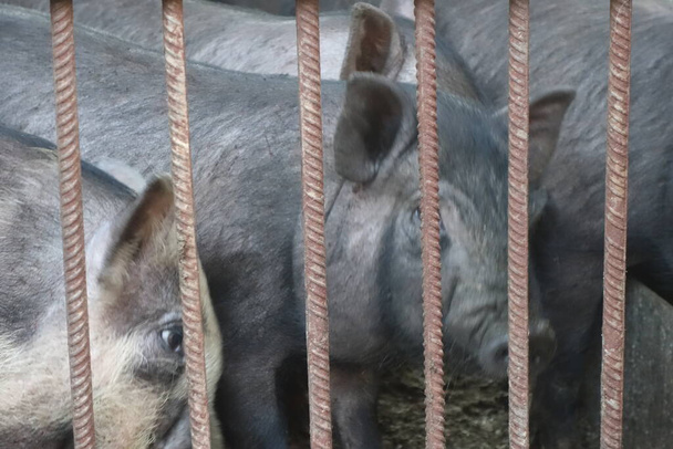 Demir kafesteki domuzlar - Fotoğraf, Görsel