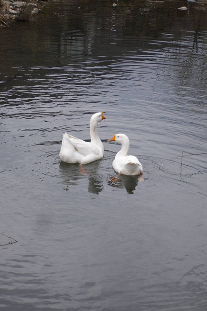 Λευκές χήνες κολυμπούν σε λίμνη - Φωτογραφία, εικόνα
