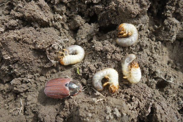 The larvae of the May beetle - Photo, Image