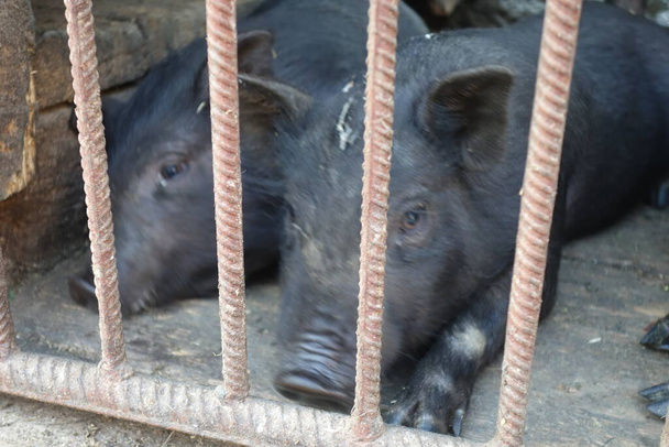 maialino nero in gabbia di allevamento di suini - Foto, immagini
