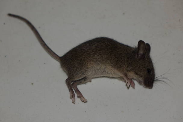 Ev faresi (Mus musculus)) - Fotoğraf, Görsel