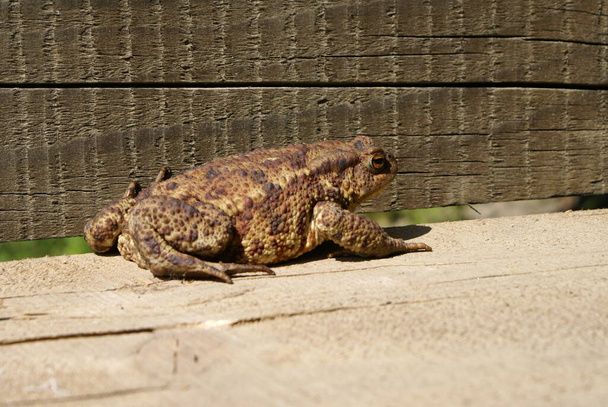 Žabák sedící na kládě - Fotografie, Obrázek