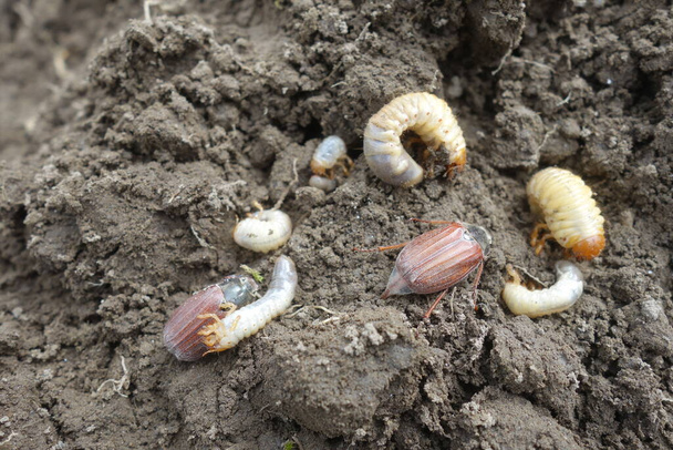Las larvas del escarabajo de mayo - Foto, Imagen