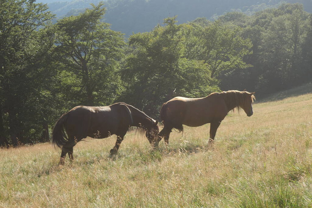 horses in the field - Photo, Image