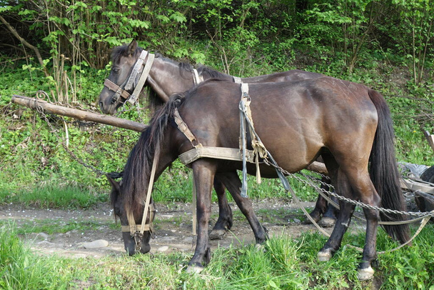 Hutsul cavalo, vista de perto - Foto, Imagem