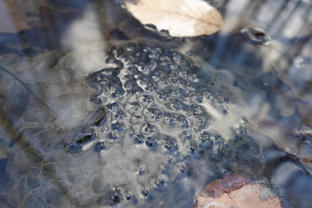Яичная лягушка, болото, весна - Фото, изображение