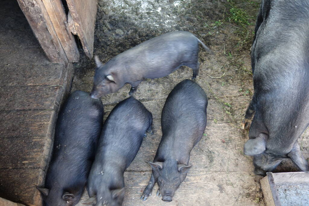 Domuz çiftliği kafesinde siyah domuz yavrusu - Fotoğraf, Görsel