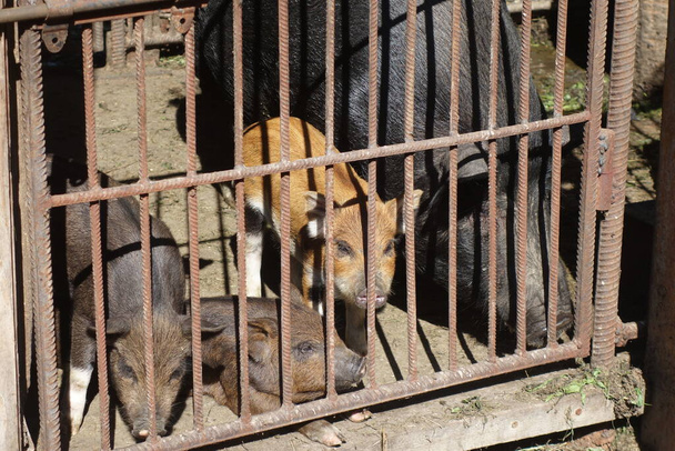 Cerdos en una jaula de hierro - Foto, Imagen