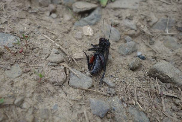 Dead crickets, close-up view - Photo, Image