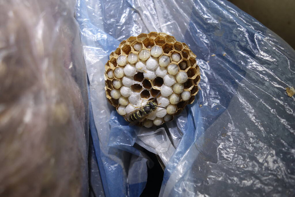 Wasp nest. Transcarpathia, close-up view - Photo, Image