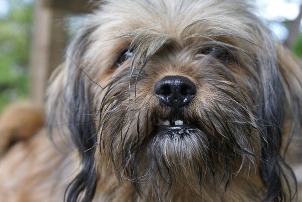 schattig hondje, close-up uitzicht - Foto, afbeelding