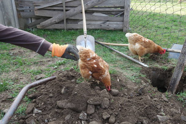 poulet et poulets à la ferme - Photo, image