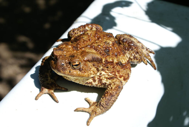 Toad basking in the sun - Photo, Image