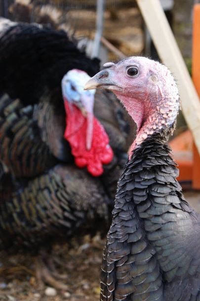 The turkey on farm, close-up - Photo, Image