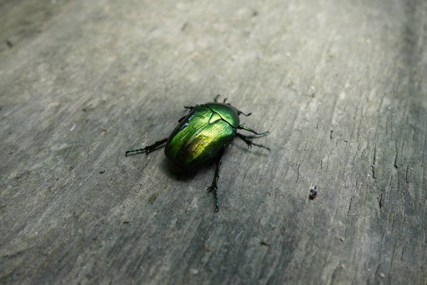 green beetle, close-up view - Photo, Image