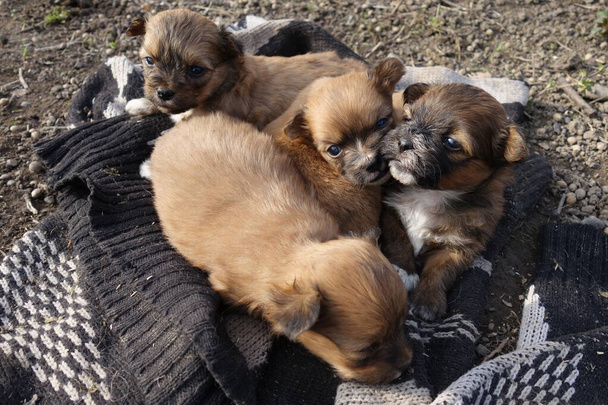 Cães pequenos, vista close-up - Foto, Imagem