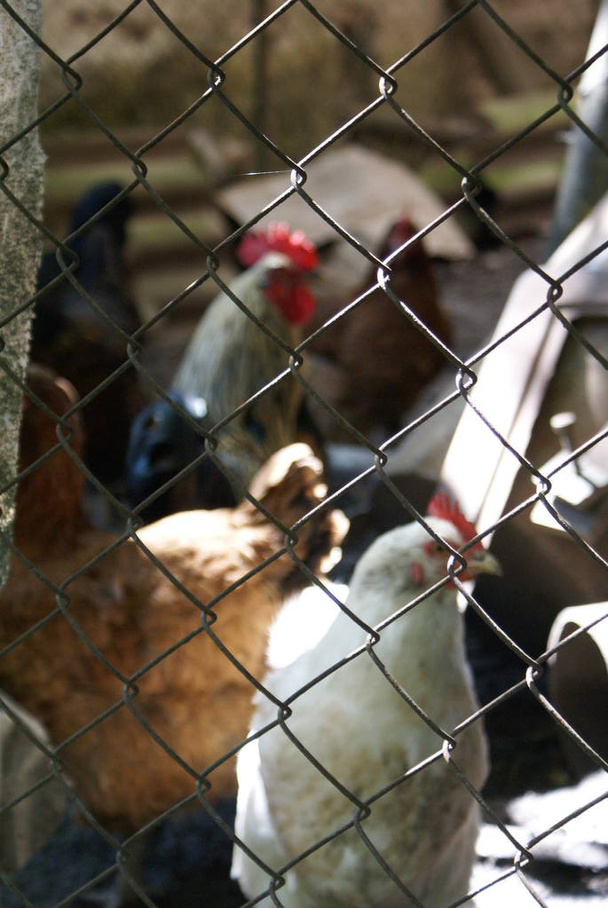 Poulets et coqs dans une cage - Photo, image