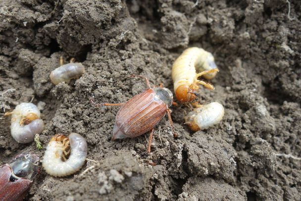 Las larvas del escarabajo de mayo - Foto, imagen