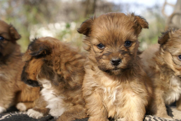 Small dogs, close-up view - Photo, Image