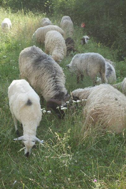 Koyunlar otları otlatır. Transcarpathia - Fotoğraf, Görsel
