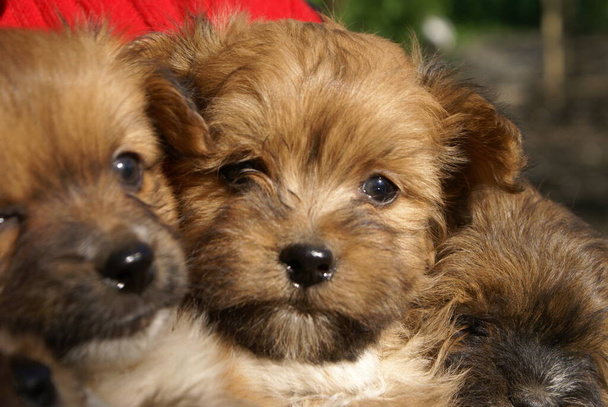 Cães pequenos, vista close-up - Foto, Imagem