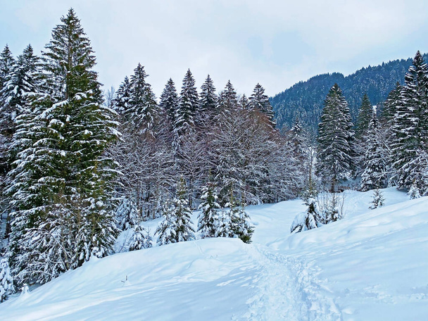 Az Alpok-hegység lejtőin, Ennetbuhl vagy Ennetbuehl - Canton of St. Gallen (Svájc) heves hóesés után, tipikus téli atmoszférában lévő festői alpesi fák lombkoronái - Fotó, kép