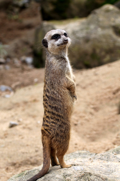 Meerkat - Фото, изображение