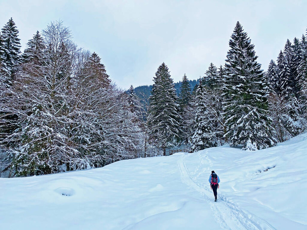 Wandelaars en wandelaars op de prachtige idyllische verse sneeuw van de Zwitserse Alpen en op de hellingen van de Alpstein bergketen, Ennetbuhl of Ennetbuehl - kanton St. Gallen, Zwitserland (Schweiz) - Foto, afbeelding