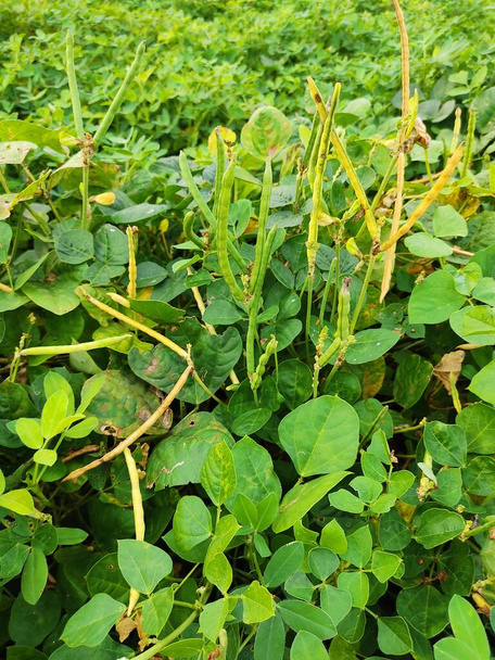 Yardlong bean in the garden, Cowpea field peas black eyed peas crowder peas southern peas nylon Long green beans legumes plant farming harvesting agriculture India. - Photo, Image