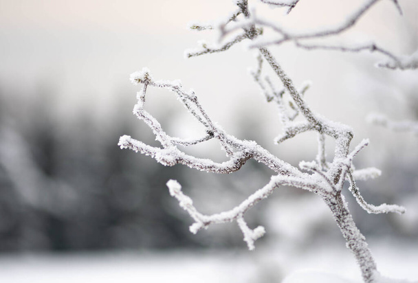 Чудовий білий зимовий пейзаж з гілками дерев, покритих снігом після великих снігопадів
  - Фото, зображення