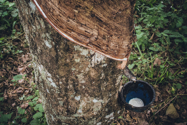 Plastik ağaç (Hevea brasiliensis) lateks üretir. Bıçak kullanılarak gövdenin dış yüzeyinde bir kesik yapılır ve bir bardakta toplanır. Süt gibi lateksler eldivenlere, prezervatiflere, lastiklere ve benzeri şeylere dönüştürülür.. - Fotoğraf, Görsel