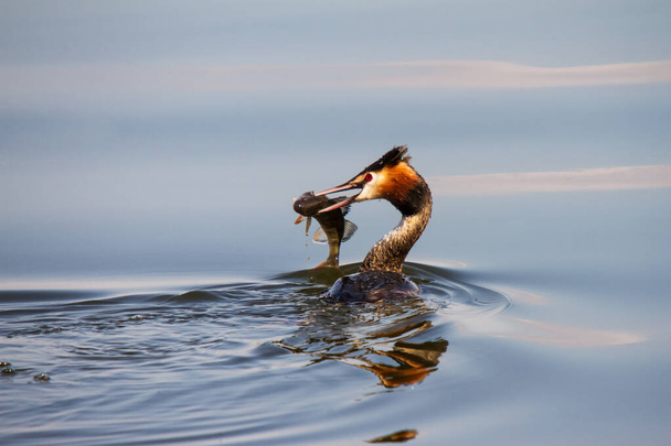 Great crested grebe with caught fish on inland lake - Photo, Image