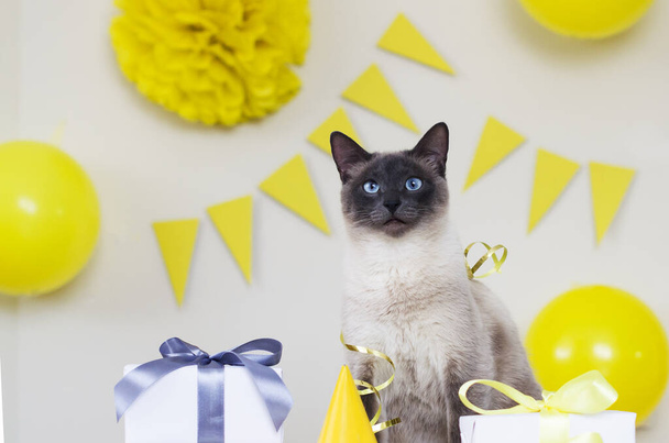 Świętowanie urodzinowego kota, urodziny w domu. Dzień kota. Koncepcja smakołyków i opieki nad zwierzętami. Kot pozowanie w pokoju urządzone w żółtym ang szare kolory, prezenty i balony, flagi i serpentyny.  - Zdjęcie, obraz