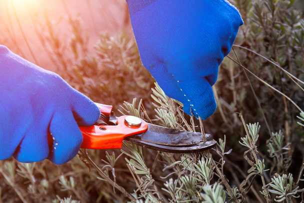 Hand in gloves holding bypass secateur and pruning lavender bush. Seasonal work in garden. Pruning bushes - Photo, Image