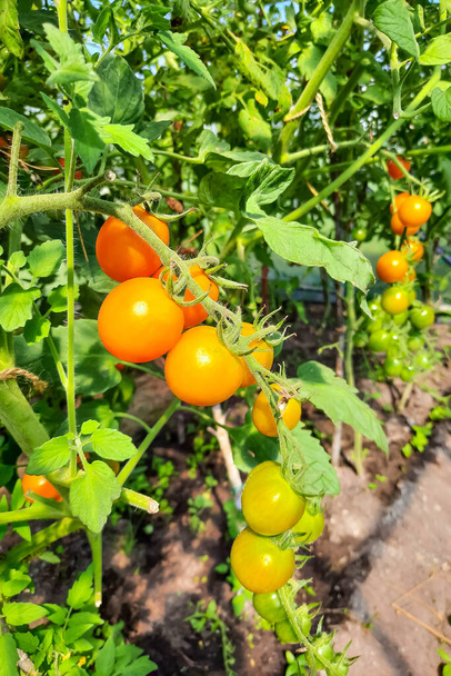 Homemade small tomatoes grow on a sunny day - Photo, Image