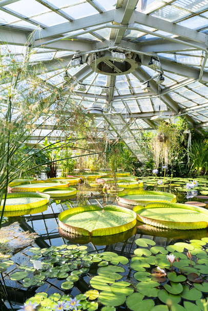 Tropical aquatic plants - giant water lily and Amazonian Victoria floating in greenhouse.	 - Foto, immagini