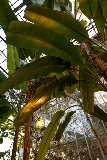 Екзотичні тропічні дерева в ботанічному саду на задньому плані скляної стіни. Чорне вікно з тропічними рослинами. На задньому плані бананове листя. - Фото, зображення