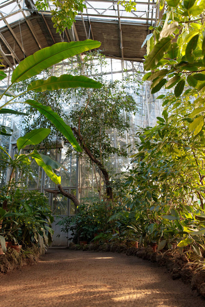 Pohled na starý tropický skleník s věčně zelenými rostlinami, palmami, liány za slunečného dne s krásným světlem v Petrohradě  - Fotografie, Obrázek