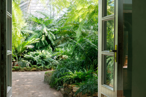 View to the open green door and blurred greenhouse with various ferns, palms and other tropical plants in sunny day. Glasshouse in St. Petersburg with evergreen plants - Fotoğraf, Görsel