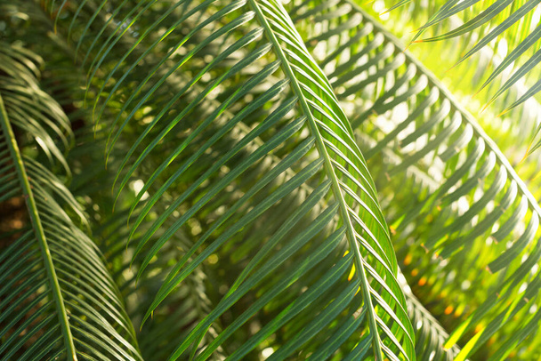 Exotic tropical evergreen plants in botanic garden, palm leaves close-up, horizontal, indoor. Nature, freshness	 - Fotografie, Obrázek
