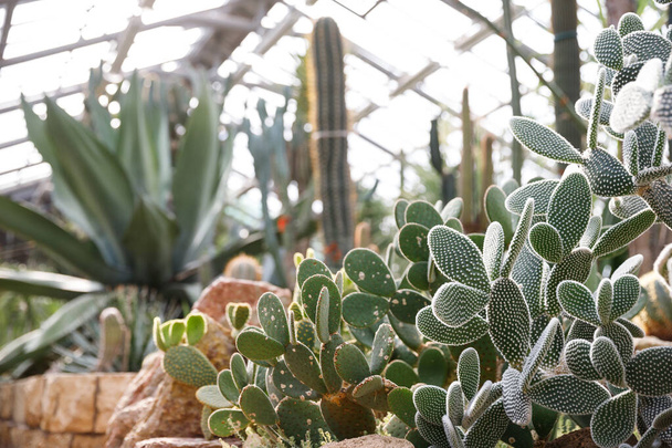 Invernadero / invernadero con varios cactus, tallo largo y suculentas hojas y plantas exóticas en un día soleado con hermosa luz, enfoque suave.  - Foto, Imagen