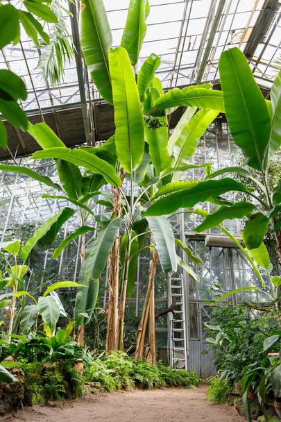 Evergreen eksoottisia tuoreita kasveja, palmuja, banaaneja trooppisessa kasvihuoneessa / kasvihuoneessa, sisätiloissa. Luonto, kasvitieteellinen puutarha, kasvihuone käsite - Valokuva, kuva