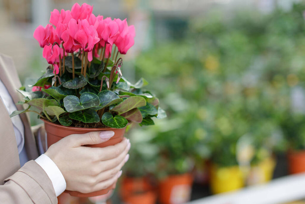 Gardening, planting concept. Woman holding potted plants - blooming pink Cyclamen flower for her home/apartment in a greenhouse or flower store, soft focus. Copy space. Springtime. - Photo, Image